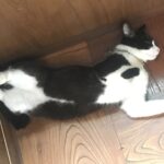 SMSによる巧妙な求人詐欺に注意